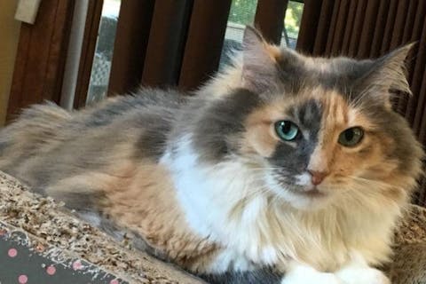 Top cat furniture picks for 2025 felines