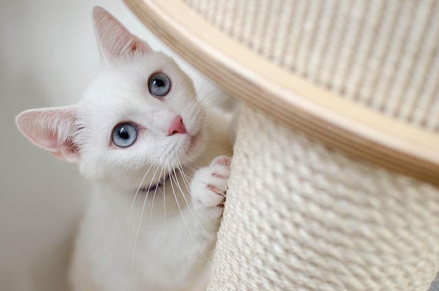 Our Top Picks for Cat Trees  in 2025