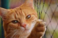 The Best Cat Scratching Post for 2025