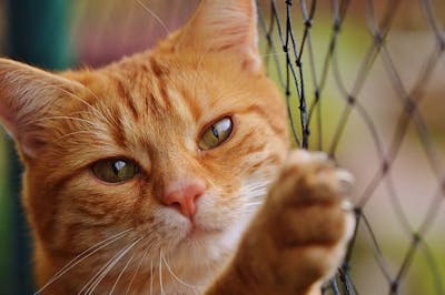 https://www.catfurnitureguide.com/2025-best-choice-for-cat-scratcing-post-from-the-catfurnitureguide