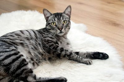 The Best Cat Beds and Mats