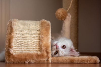 Cat Condos and Houses