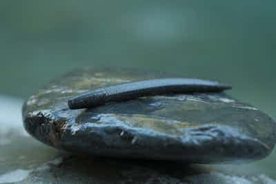 ELNATH