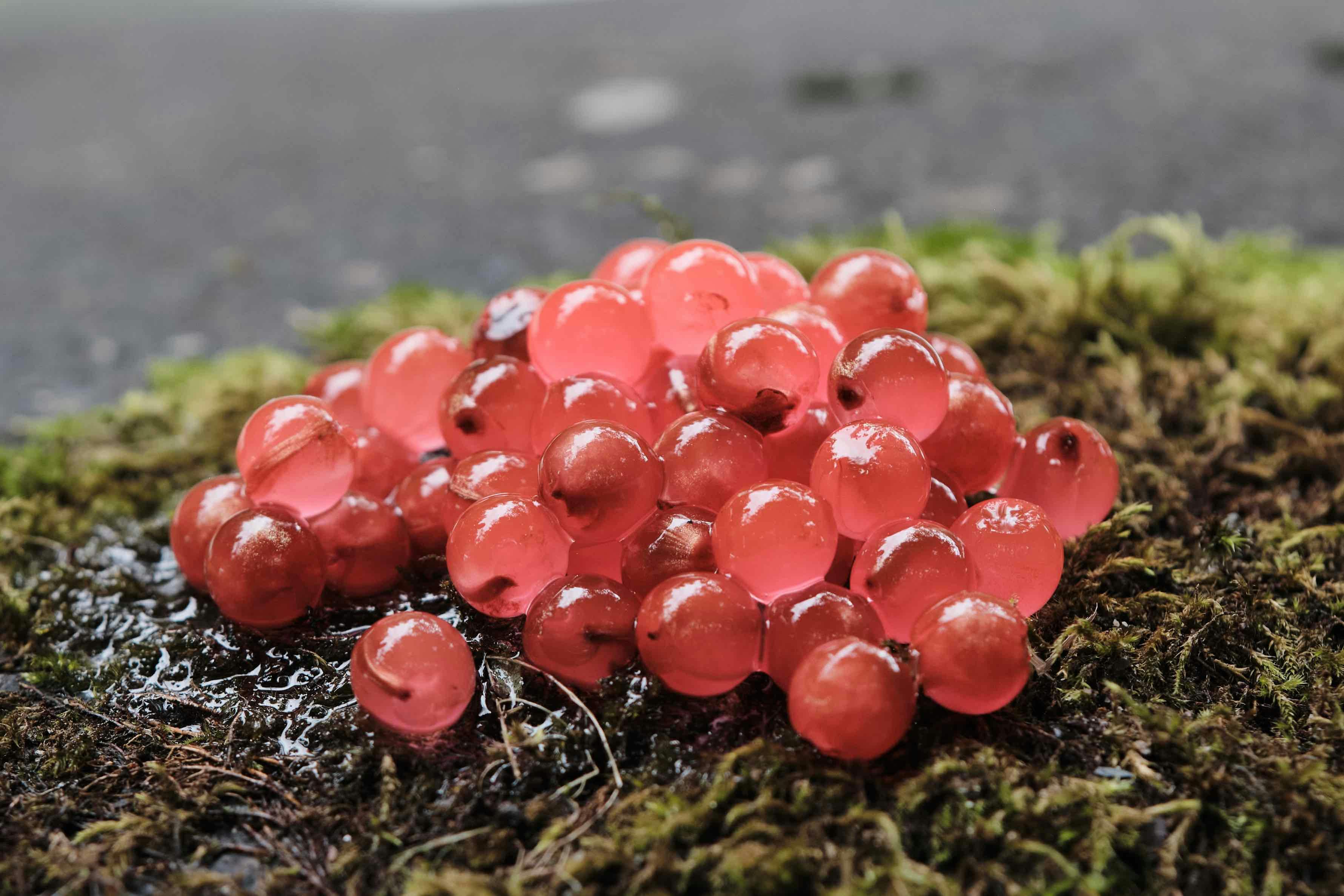 EGGS