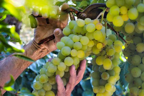 L'Annata 2025: Un Capolavoro in Cantina. Ecco Perché Ricorderemo Questa Vendemmia